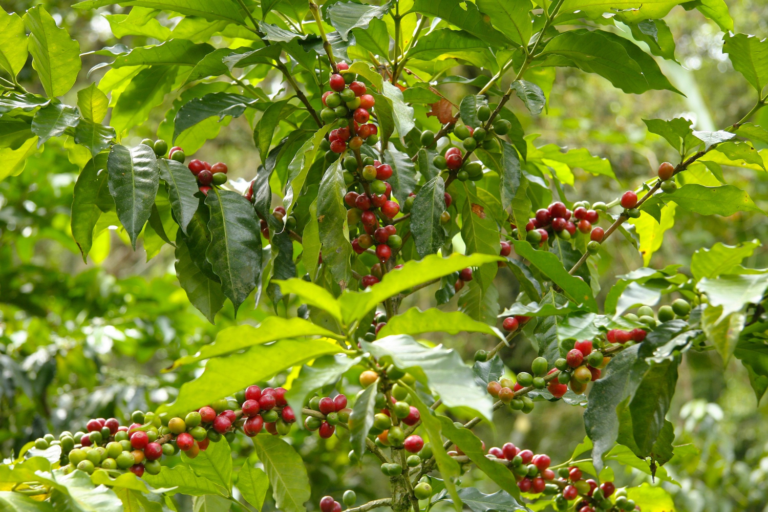 Kirinyaga